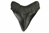 Fossil Megalodon Tooth - South Carolina #171031-2